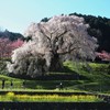 朝の又兵衛桜Ⅴ