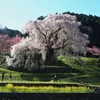 朝の又兵衛桜Ⅴ