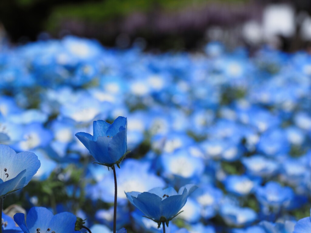 長居公園　藤とネモフィラⅣ