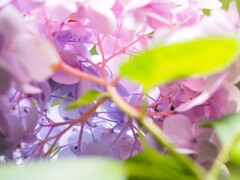 『裏』紫陽花　グラデーション