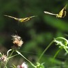 てふてふⅠ　ふわふわ