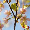 冬の桜　Ⅵ
