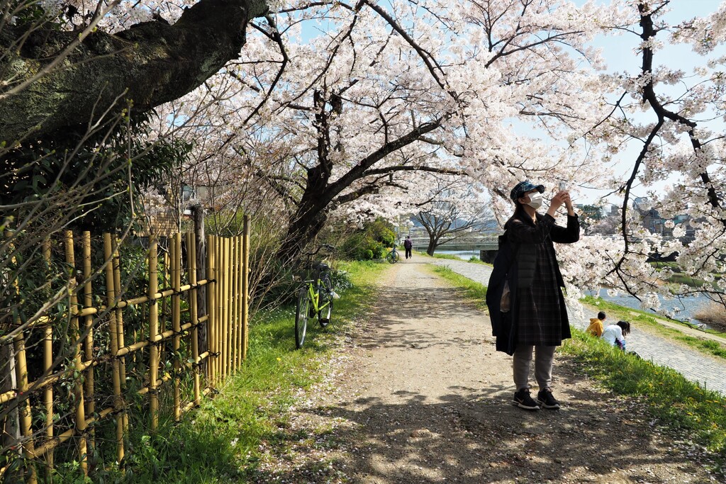 鴨川　桜Ⅱ