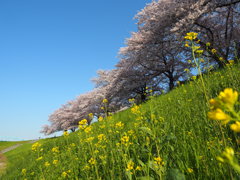 晴のサクラ　並木