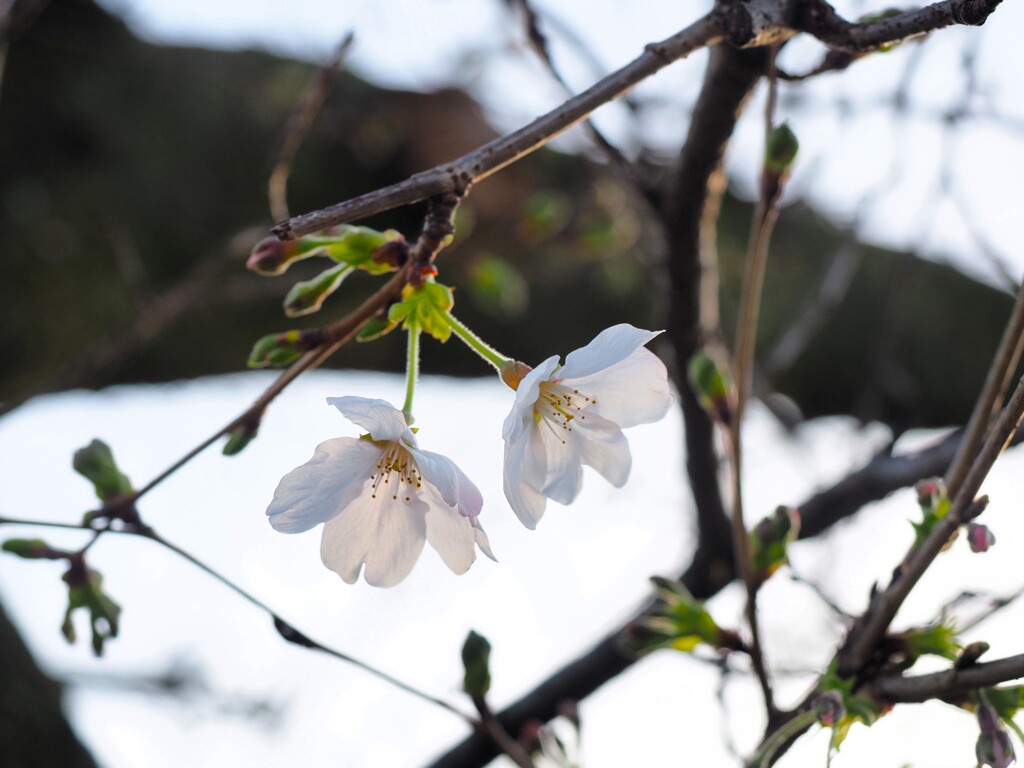 さくら　開花　Ⅱ