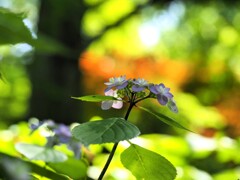 森の紫陽花　Ⅲ