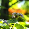 森の紫陽花　Ⅲ