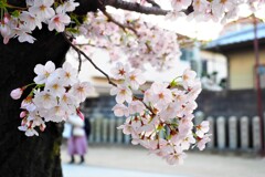 サクラ　Ⅰ　