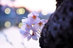 サクラⅡ