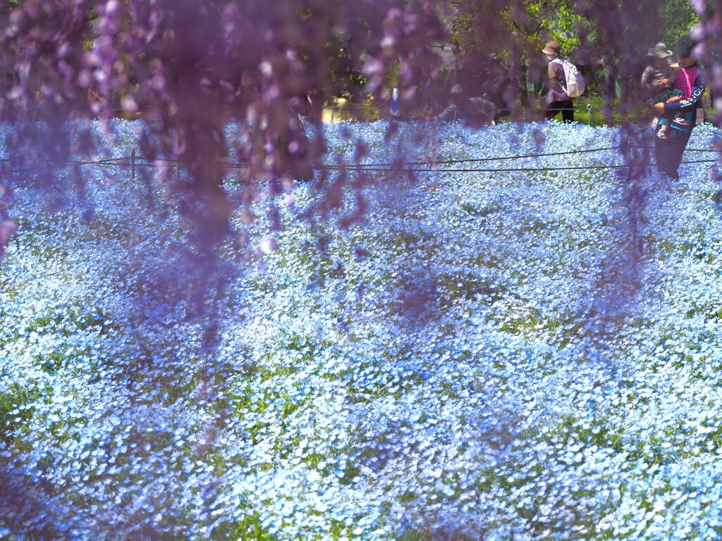 長居公園　藤とネモフィラⅡ