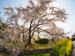 『朝』の枝垂れ桜