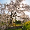 『朝』の枝垂れ桜
