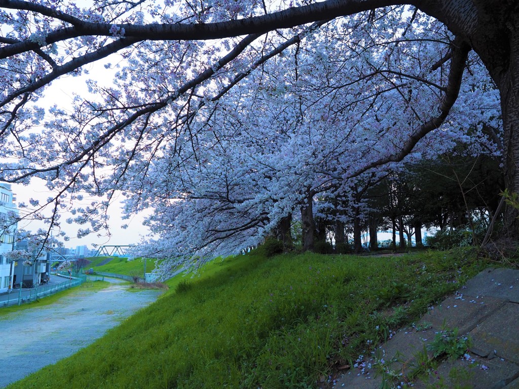 夕暮れ櫻のトンネル
