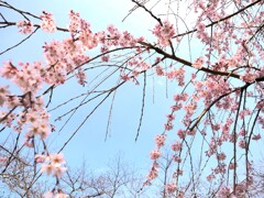 しだれ桜の曲線