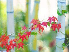 『竹林と』モミジ
