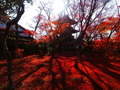 紅葉の絨毯Ⅱ　真如堂『三重塔』