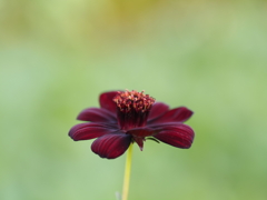 散ることを知りながら花は咲いているのかな？