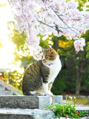 ねこ　と　さくら　Ⅰ