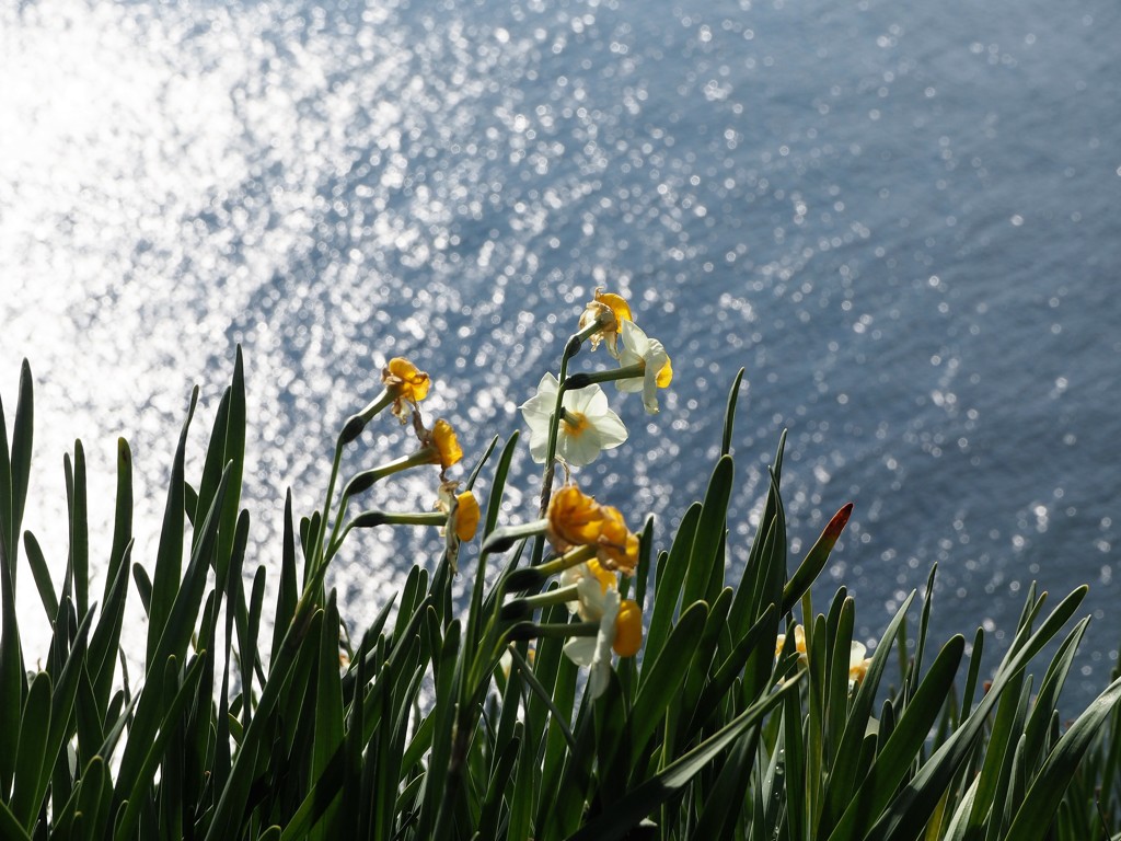 海と水仙