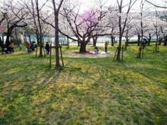 桜の影が放射する芝生