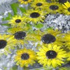 ひまわりの花手水