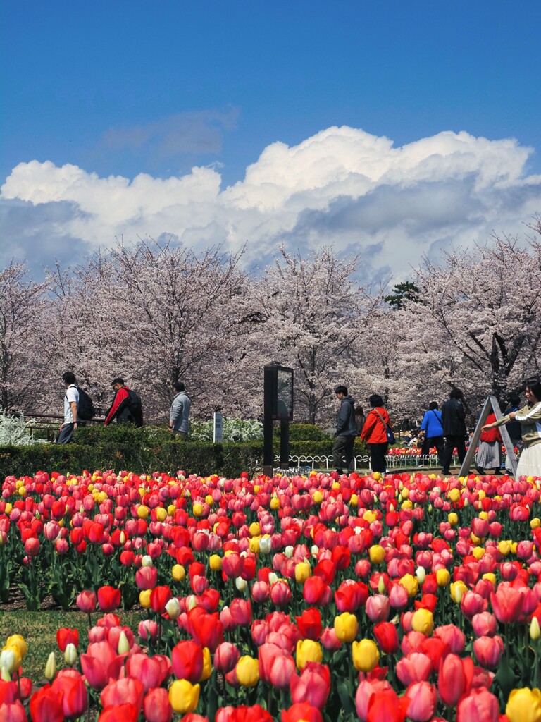 『チューリップ』+『桜』+『雲』+『空』
