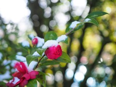 雪化粧「さざんか」