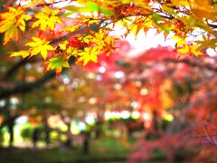 秋『縁の赤いモミジ』