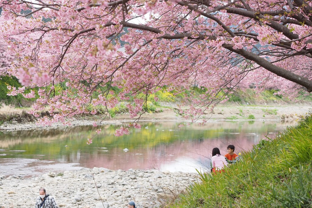 河津桜Ⅳ