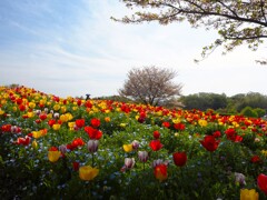 桜とチューリップコラボⅡ