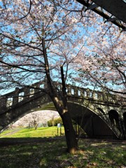 眼鏡橋をくぐっても桜
