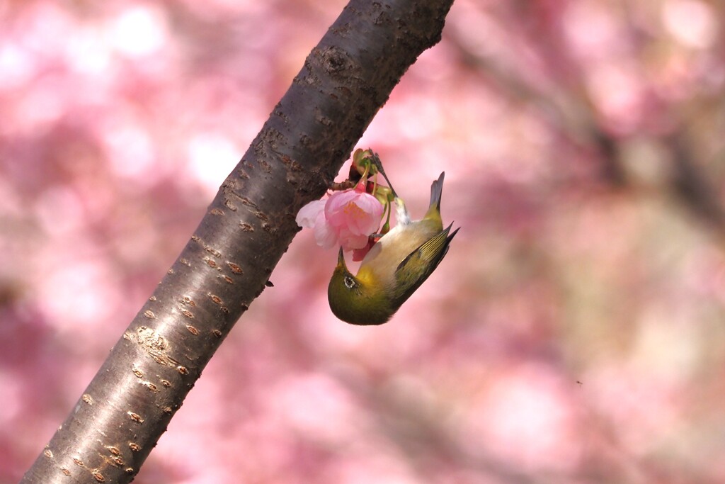 メジロと桜Ⅳ