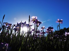 空と菖蒲　