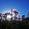 空と菖蒲　