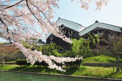 伏見　桜　Ⅰ　酒蔵と柳と