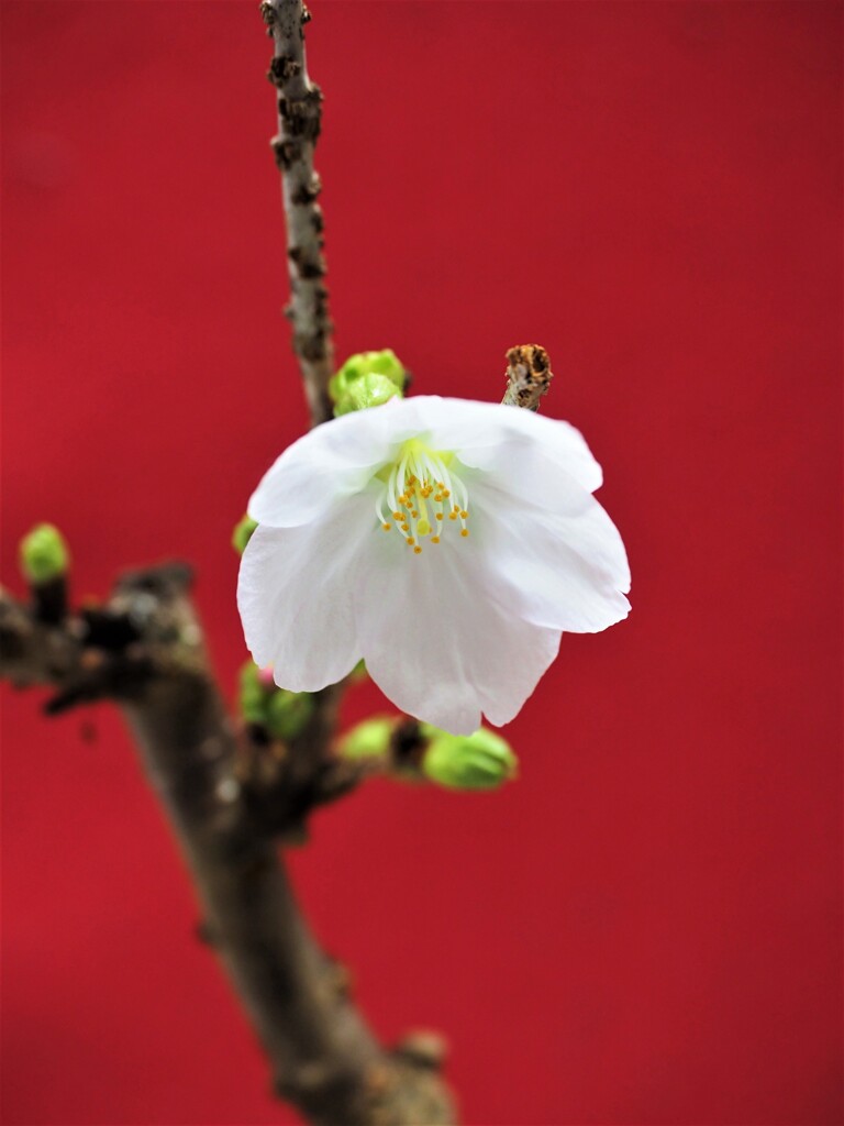 うちの桜Ⅰ