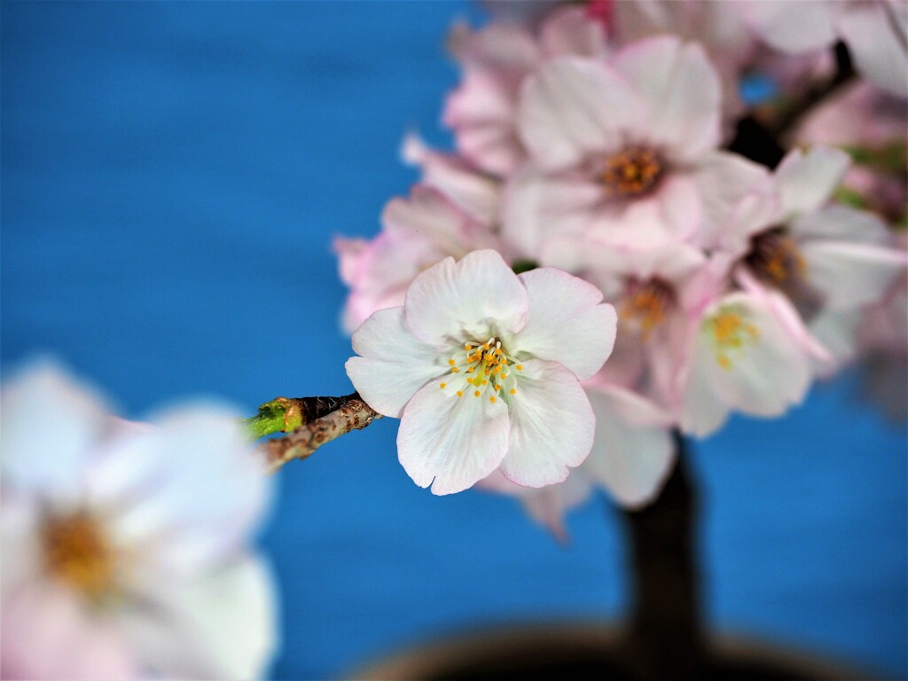 うちの桜　満開Ⅲ