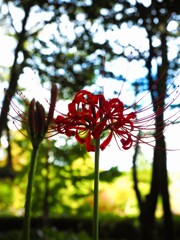 日陰でそっと咲く彼岸花