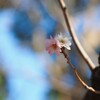 冬桜　紅白とブルー