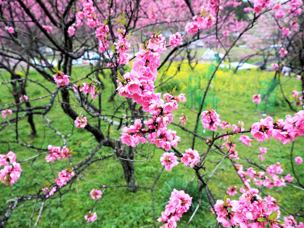 ももの花　菜の花