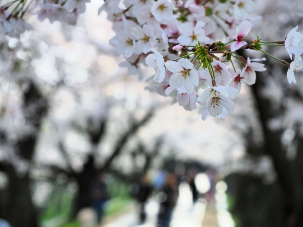 背割桜Ⅱ　あるく