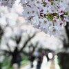 背割桜Ⅱ　あるく