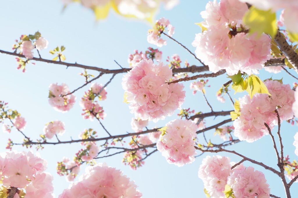 造幣局　桜Ⅴ