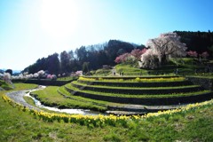 朝の又兵衛桜Ⅲ