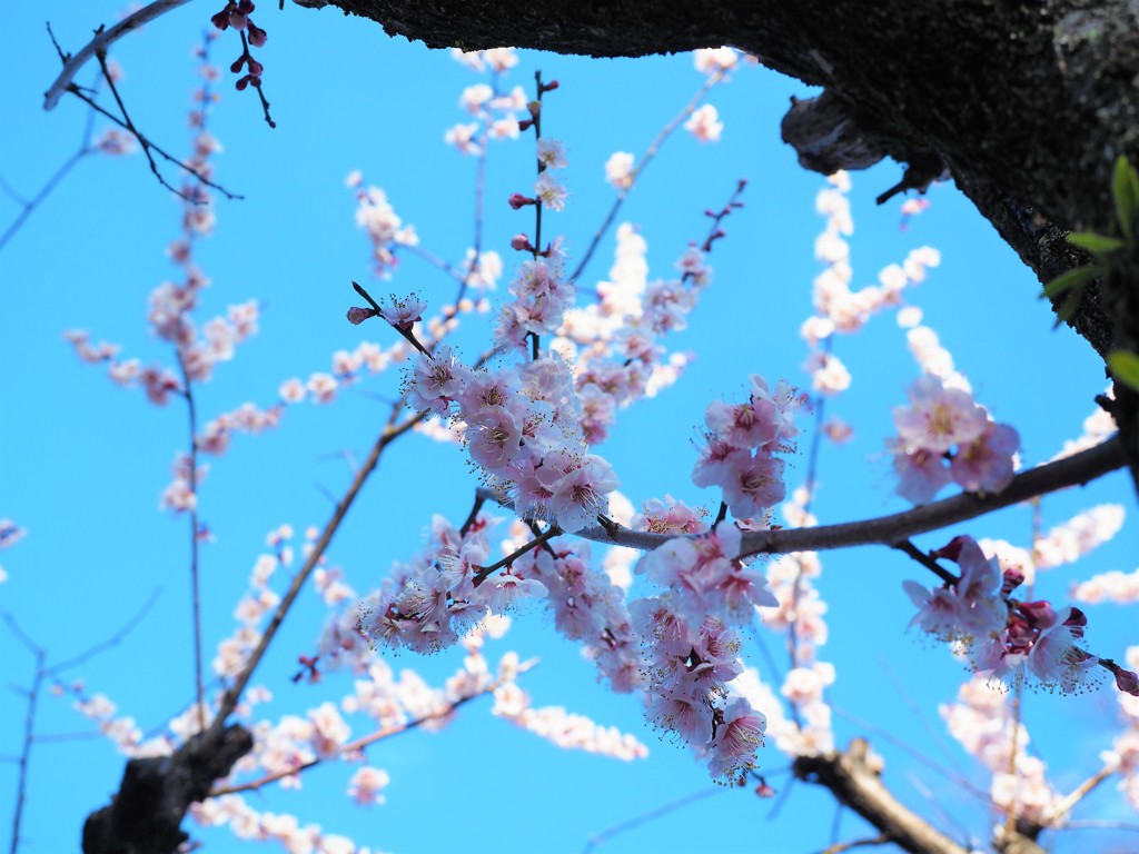 空をバックに、透き通る花びら