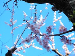 空をバックに、透き通る花びら