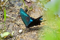 ミヤマカラスアゲハⅠ