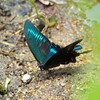 ミヤマカラスアゲハⅠ