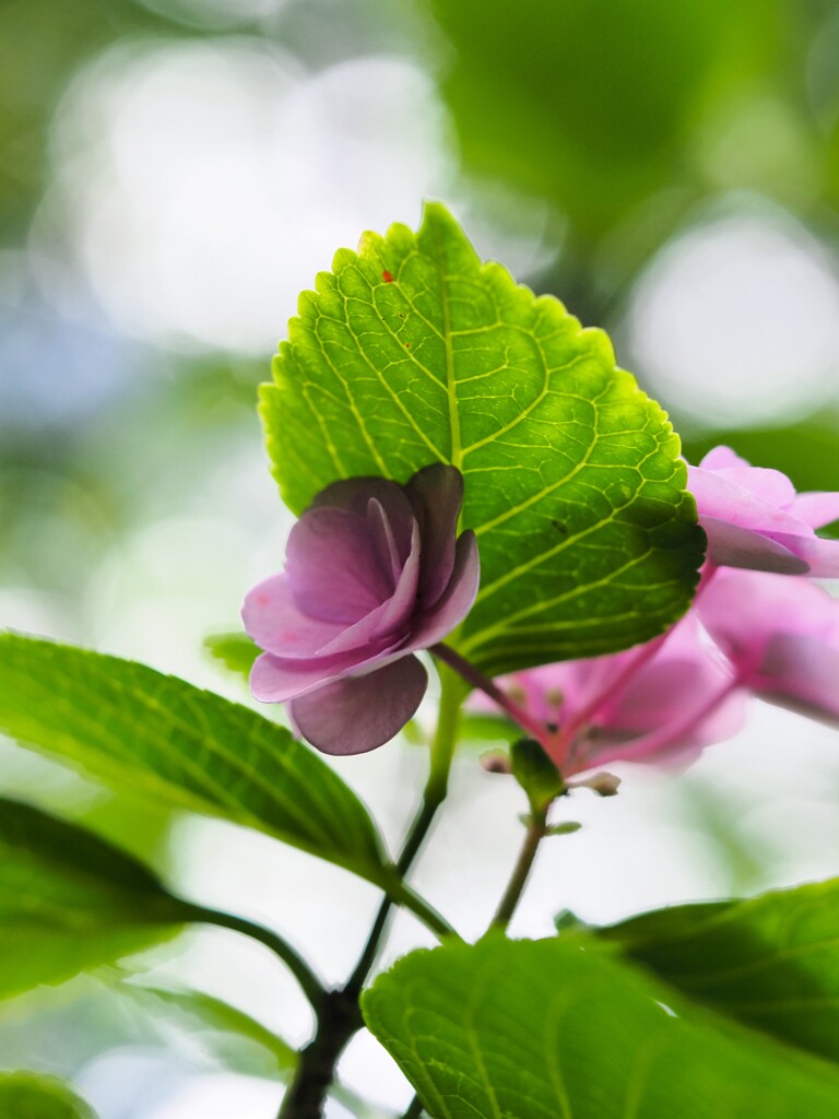 『裏』紫陽花　葉に隠れる