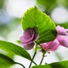 『裏』紫陽花　葉に隠れる